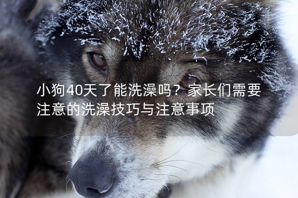 小狗40天了能洗澡嗎？家長(zhǎng)們需要注意的洗澡技巧與注意事項(xiàng)