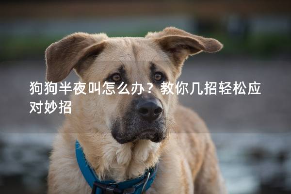 狗狗半夜叫怎么辦？教你幾招輕松應對妙招