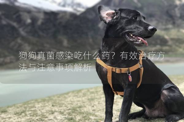 狗狗真菌感染吃什么藥？有效治療方法與注意事項解析