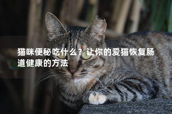 貓咪便秘吃什么？讓你的愛貓恢復腸道健康的方法