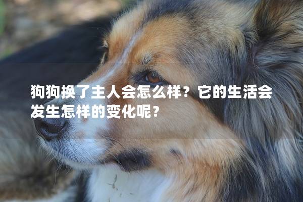 狗狗換了主人會怎么樣？它的生活會發生怎樣的變化呢？