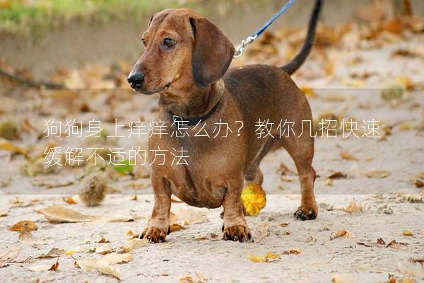 狗狗身上癢癢怎么辦？教你幾招快速緩解不適的方法
