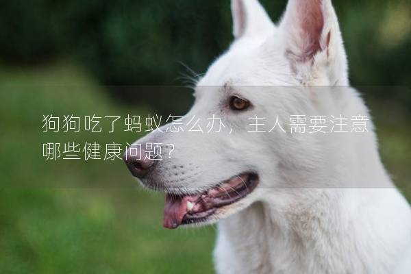 狗狗吃了螞蟻怎么辦，主人需要注意哪些健康問題？