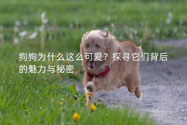 狗狗為什么這么可愛？探尋它們背后的魅力與秘密