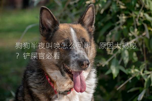 狗狗半夜叫喚怎么回事，原因大揭秘？鏟屎官必看