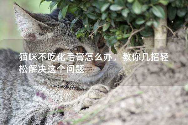 貓咪不吃化毛膏怎么辦，教你幾招輕松解決這個問題