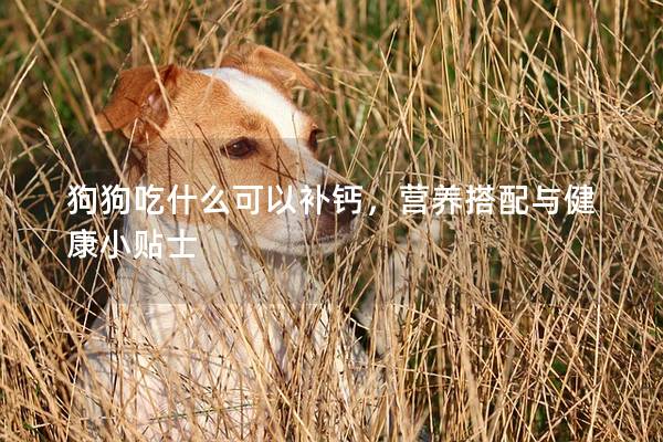狗狗吃什么可以補鈣,營養搭配與健康小貼士 狗狗吃什么可以補鈣,營養搭配與健康小貼士