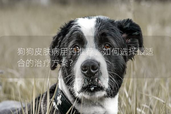 狗狗皮膚病用藥推薦，如何選擇最適合的治療方案？