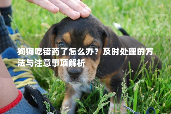 狗狗吃錯藥了怎么辦？及時處理的方法與注意事項解析