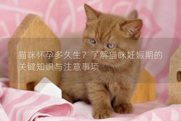 貓咪懷孕多久生?了解貓咪妊娠期的關鍵知識與注意事項