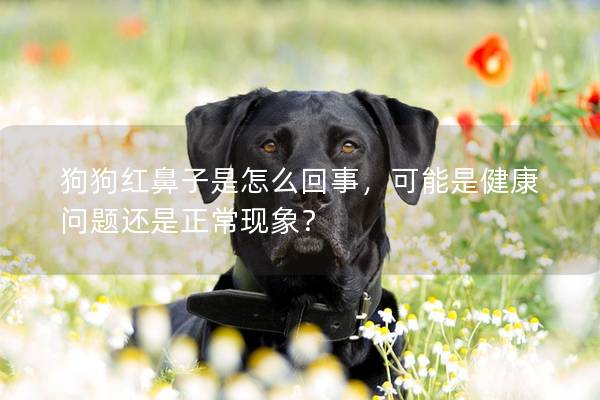 狗狗紅鼻子是怎么回事，可能是健康問題還是正常現象？
