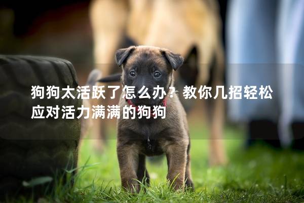 狗狗太活躍了怎么辦?教你幾招輕松應對活力滿滿的狗狗 狗狗太活躍了怎么辦?教你幾招輕松應對活力滿滿的狗狗