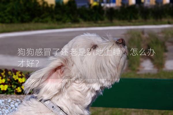 狗狗感冒了還老是趴地上睡，怎么辦才好？