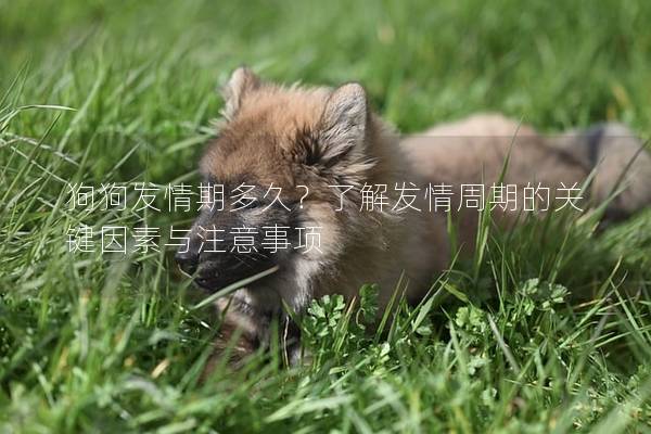 狗狗發情期多久？了解發情周期的關鍵因素與注意事項