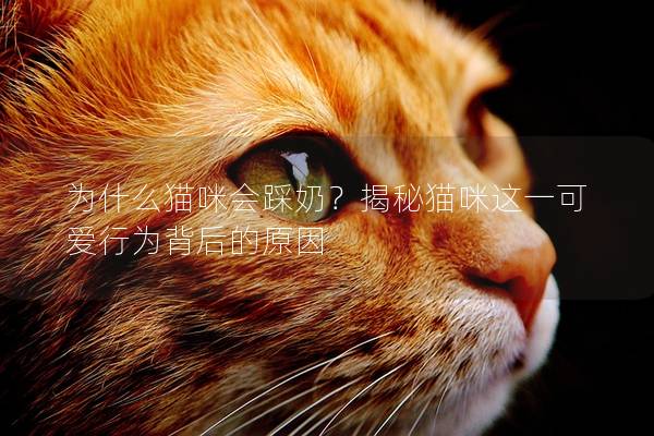 為什么貓咪會踩奶?揭秘貓咪這一可愛行為背后的原因 為什么貓咪會踩奶?揭秘貓咪這一可愛行為背后的原因