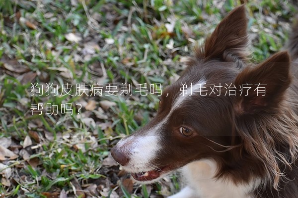 狗狗皮膚病要剃毛嗎,剃毛對治療有幫助嗎? 狗狗皮膚病要剃毛嗎,剃毛對治療有幫助嗎?