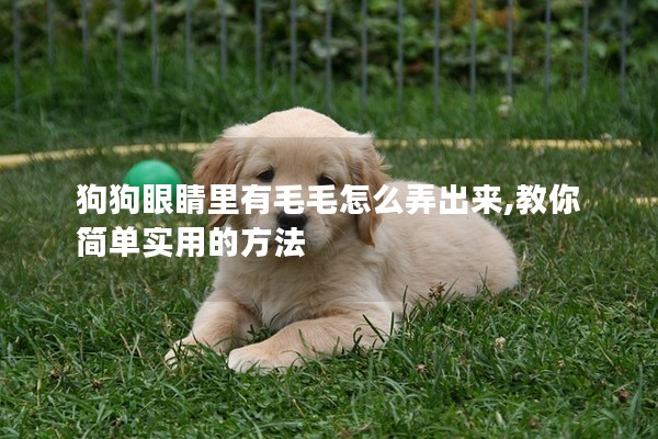 狗狗眼睛里有毛毛怎么弄出來,教你簡單實用的方法 狗狗眼睛里有毛毛怎么弄出來,教你簡單實用的方法
