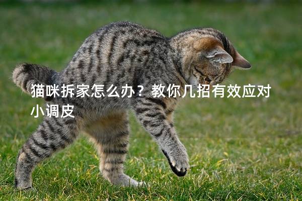 貓咪拆家怎么辦？教你幾招有效應對小調皮