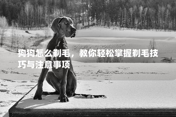 狗狗怎么剃毛，教你輕松掌握剃毛技巧與注意事項