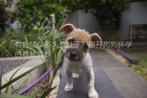 狗狗懷孕多久顯肚子？揭開狗狗懷孕的神秘面紗