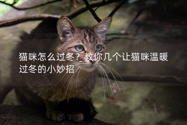 貓咪怎么過冬？教你幾個讓貓咪溫暖過冬的小妙招