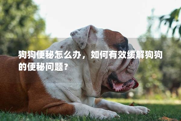 狗狗便秘怎么辦，如何有效緩解狗狗的便秘問題？