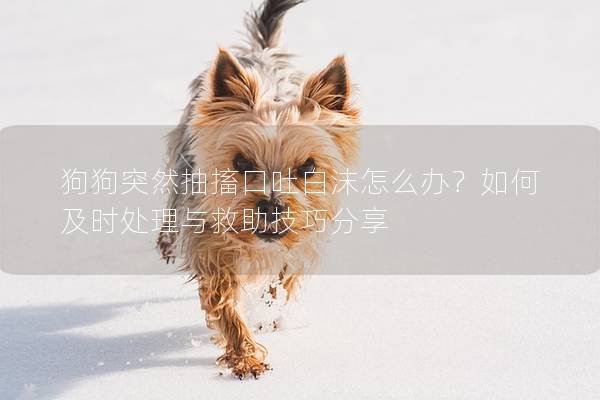 狗狗突然抽搐口吐白沫怎么辦？如何及時處理與救助技巧分享