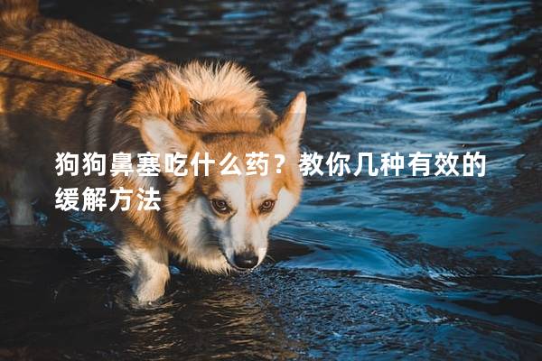 狗狗鼻塞吃什么藥？教你幾種有效的緩解方法