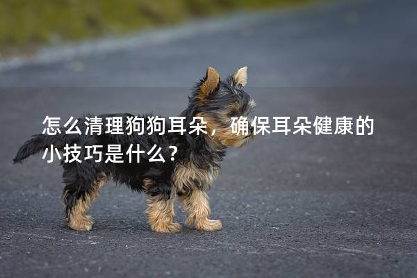 怎么清理狗狗耳朵，確保耳朵健康的小技巧是什么？