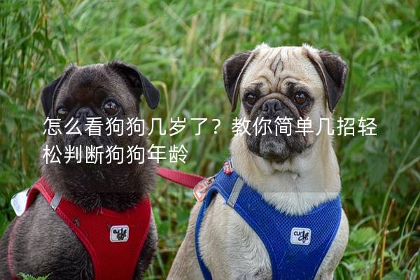 怎么看狗狗幾歲了？教你簡單幾招輕松判斷狗狗年齡