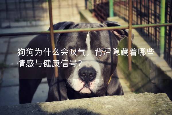 狗狗為什么會嘆氣，背后隱藏著哪些情感與健康信號？