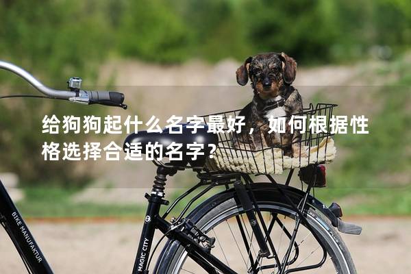 給狗狗起什么名字最好，如何根據性格選擇合適的名字？