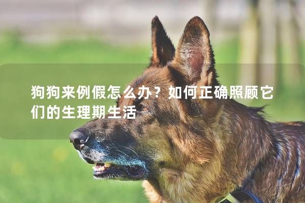 狗狗來例假怎么辦?如何正確照顧它們的生理期生活 狗狗來例假怎么辦?如何正確照顧它們的生理期生活