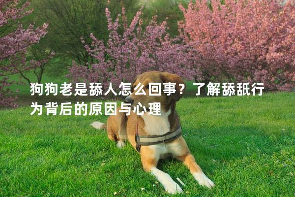 狗狗老是舔人怎么回事？了解舔舐行為背后的原因與心理