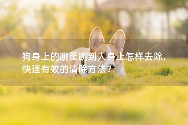 狗身上的跳蚤跳到人身上怎樣去除,快速有效的清除方法？