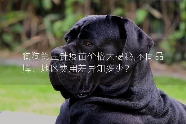 狗狗第三針疫苗價格大揭秘,不同品牌、地區(qū)費(fèi)用差異知多少？