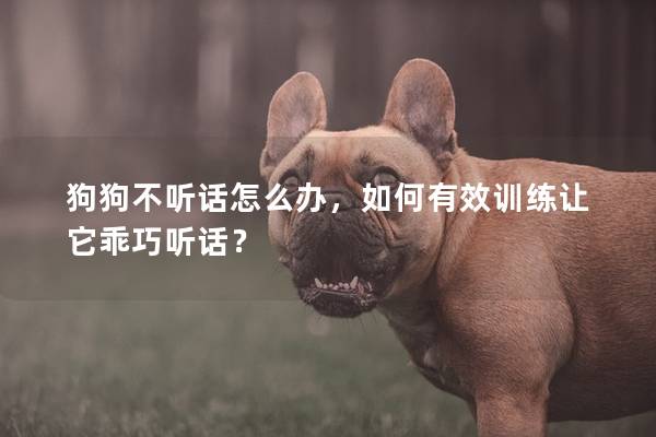 狗狗不聽話怎么辦,如何有效訓練讓它乖巧聽話? 狗狗不聽話怎么辦,如何有效訓練讓它乖巧聽話?