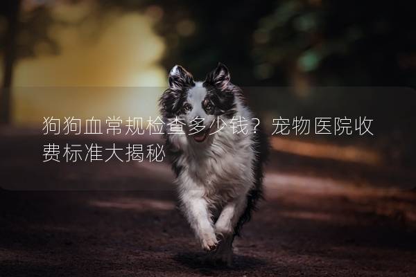 狗狗血常規檢查多少錢?寵物醫院收費標準大揭秘 狗狗血常規檢查多少錢?寵物醫院收費標準大揭秘