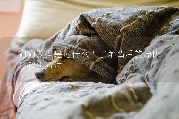 狗狗發抖是為什么？了解背后的原因與解決方法