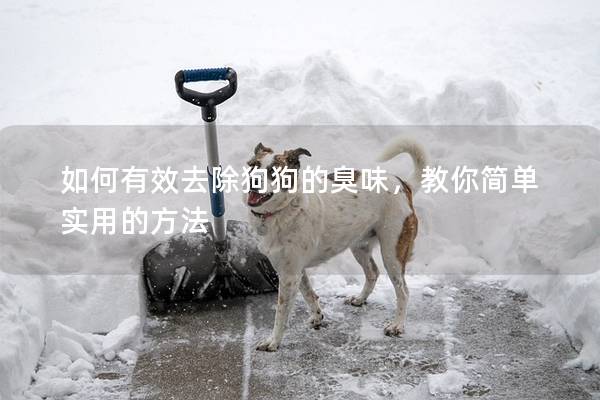 如何有效去除狗狗的臭味，教你簡單實用的方法