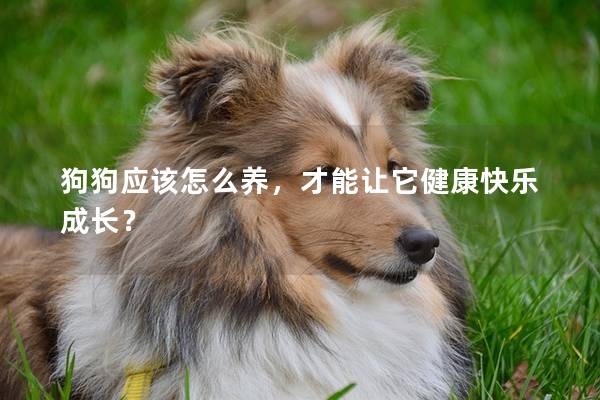 狗狗應(yīng)該怎么養(yǎng)，才能讓它健康快樂成長？