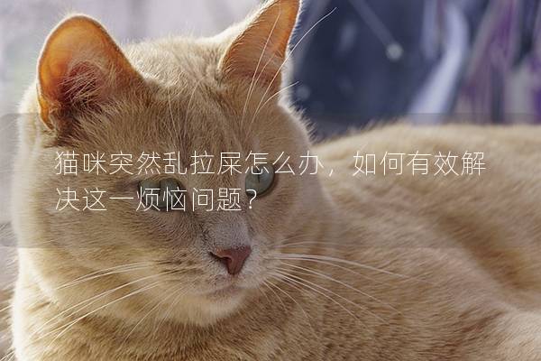 貓咪突然亂拉屎怎么辦，如何有效解決這一煩惱問題？