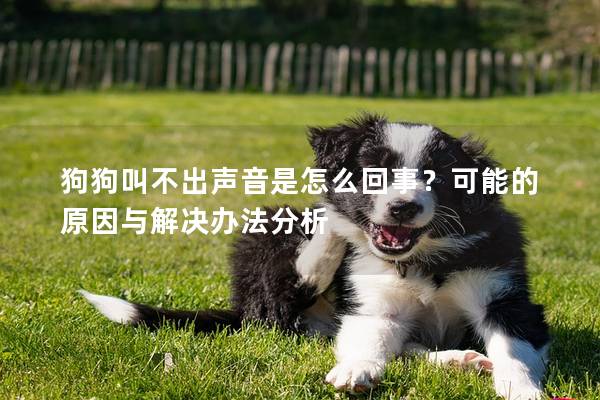 狗狗叫不出聲音是怎么回事？可能的原因與解決辦法分析
