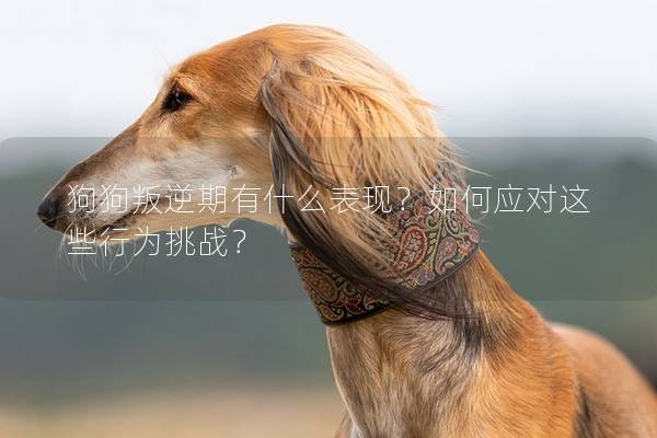 狗狗叛逆期有什么表現？如何應對這些行為挑戰？