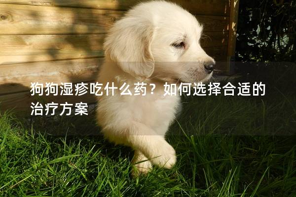 狗狗濕疹吃什么藥？如何選擇合適的治療方案