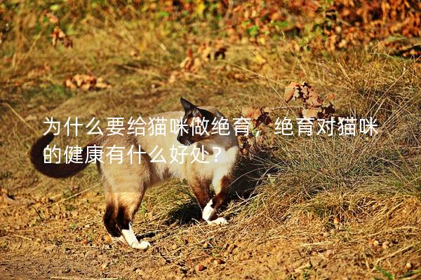 為什么要給貓咪做絕育,絕育對(duì)貓咪的健康有什么好處? 為什么要給貓咪做絕育,絕育對(duì)貓咪的健康有什么好處?