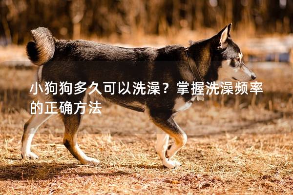 小狗狗多久可以洗澡？掌握洗澡頻率的正確方法