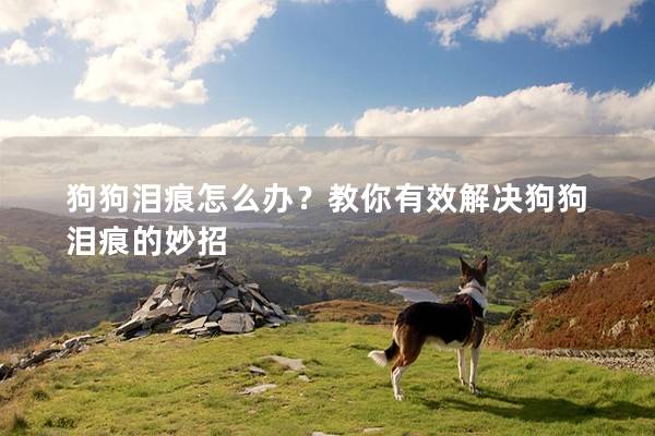 狗狗淚痕怎么辦？教你有效解決狗狗淚痕的妙招