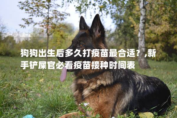 狗狗出生后多久打疫苗最合適？,新手鏟屎官必看疫苗接種時間表