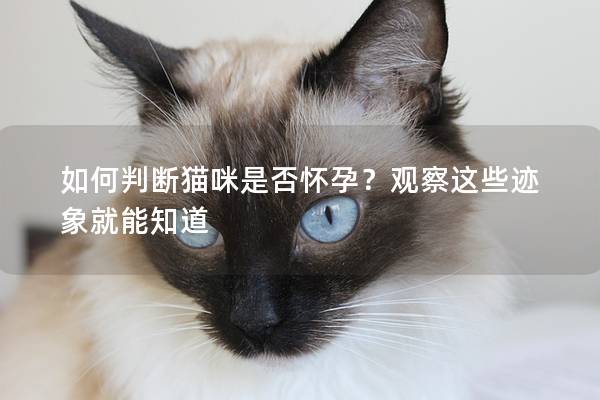 如何判斷貓咪是否懷孕?觀察這些跡象就能知道 如何判斷貓咪是否懷孕?觀察這些跡象就能知道